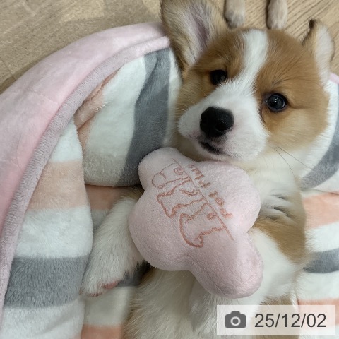 ウェルシュ・コーギー・ペンブロークの写真