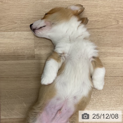 群馬県のウェルシュコーギーペンブローク (ペットプラス イオンモール太田店/2025年10月1日生まれ/男の子/レッドホワイト)の子犬の4枚目の画像