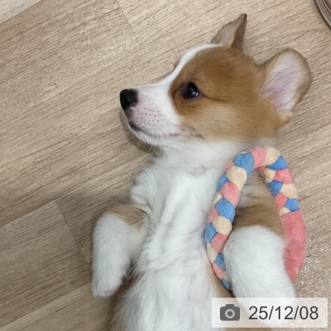 群馬県のウェルシュコーギーペンブローク (ペットプラス イオンモール太田店/2025年10月1日生まれ/男の子/レッドホワイト)の子犬の3枚目の画像