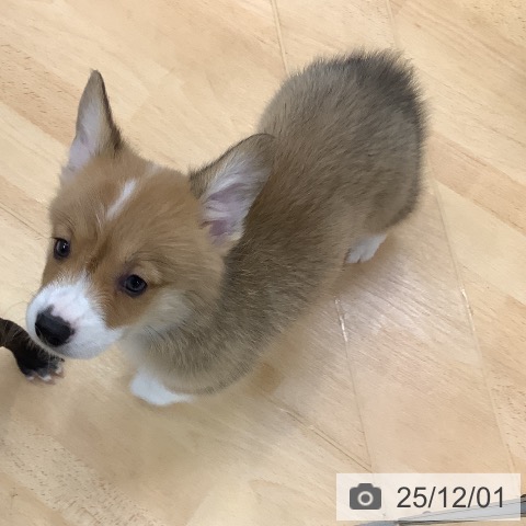 ウェルシュ・コーギー・ペンブロークの写真