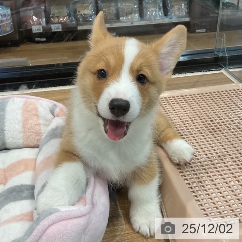 埼玉県のウェルシュコーギーペンブローク (ペッツワン 新座店/2025年10月1日生まれ/男の子/レッドホワイト)の子犬の3枚目の画像