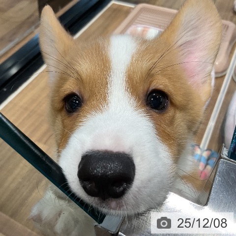 埼玉県のウェルシュコーギーペンブローク (ペッツワン 新座店/2025年10月1日生まれ/男の子/レッドホワイト)の子犬の3枚目の画像