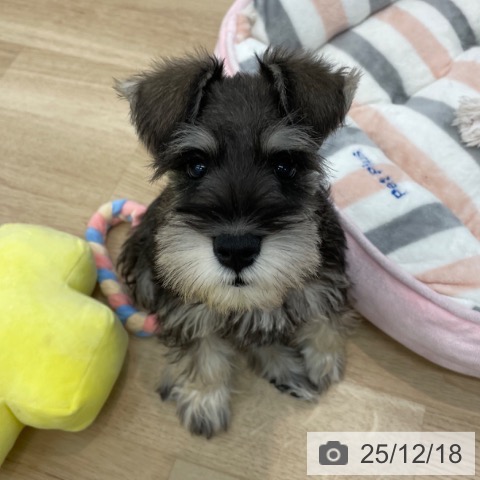 神奈川県のミニチュアシュナウザー (ペットプラス 相模原並木店/2025年10月1日生まれ/男の子/ソルトペッパー)の子犬の4枚目の画像