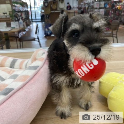 神奈川県のミニチュアシュナウザー (ペットプラス 相模原並木店/2025年10月1日生まれ/男の子/ソルトペッパー)の子犬の3枚目の画像