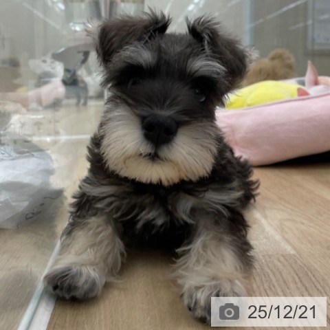 神奈川県のミニチュアシュナウザー (ペットプラス 相模原並木店/2025年10月1日生まれ/男の子/ソルトペッパー)の子犬の3枚目の画像