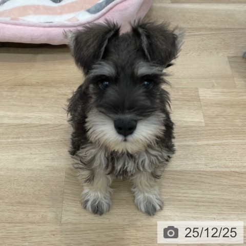神奈川県のミニチュアシュナウザー (ペットプラス 相模原並木店/2025年10月1日生まれ/男の子/ソルトペッパー)の子犬の3枚目の画像