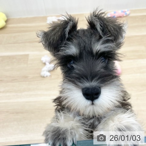 神奈川県のミニチュアシュナウザー (ペットプラス 相模原並木店/2025年10月1日生まれ/男の子/ソルトペッパー)の子犬の3枚目の画像