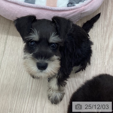 埼玉県のミニチュアシュナウザー (ペットプラス 川口店/2025年10月1日生まれ/男の子/ブラックシルバー)の子犬の4枚目の画像