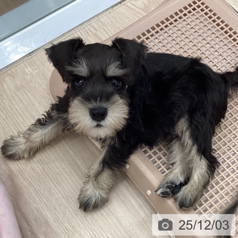 埼玉県のミニチュアシュナウザー (ペットプラス 川口店/2025年10月1日生まれ/男の子/ブラックシルバー)の子犬の3枚目の画像