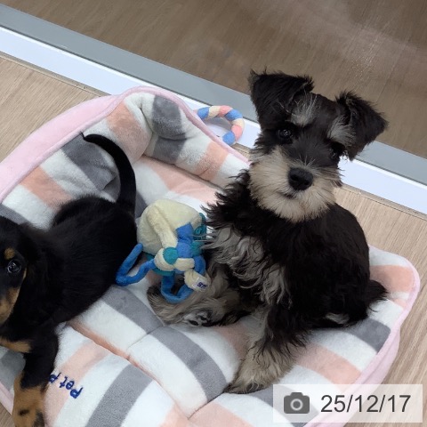 埼玉県のミニチュアシュナウザー (ペットプラス 川口店/2025年10月1日生まれ/男の子/ブラックシルバー)の子犬の3枚目の画像