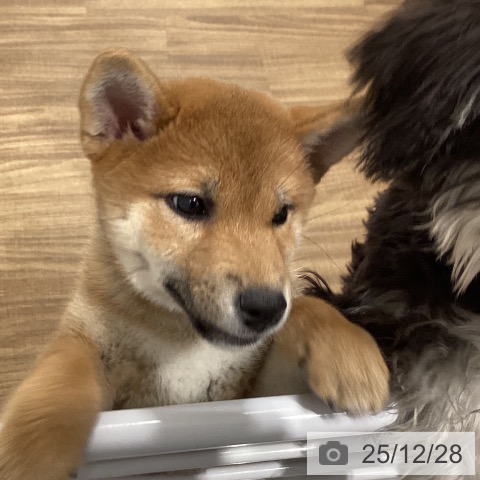 茨城県の柴犬(標準サイズ) (ペッツワン 阿見店/2025年10月2日生まれ/女の子/赤)の子犬の4枚目の画像