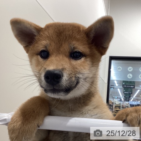 茨城県の柴犬(標準サイズ) (ペッツワン 阿見店/2025年10月2日生まれ/女の子/赤)の子犬の3枚目の画像