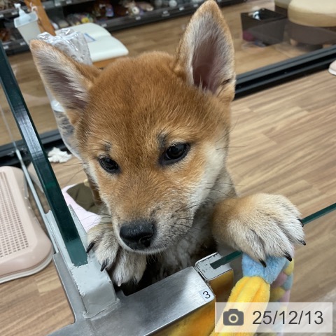 茨城県の柴犬(標準サイズ) (ペッツワン 古河店/2025年10月2日生まれ/女の子/赤)の子犬の4枚目の画像