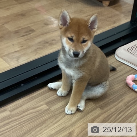 茨城県の柴犬(標準サイズ) (ペッツワン 古河店/2025年10月2日生まれ/女の子/赤)の子犬の3枚目の画像