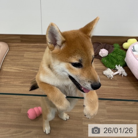 茨城県の柴犬(標準サイズ) (ペッツワン 古河店/2025年10月2日生まれ/女の子/赤)の子犬の3枚目の画像