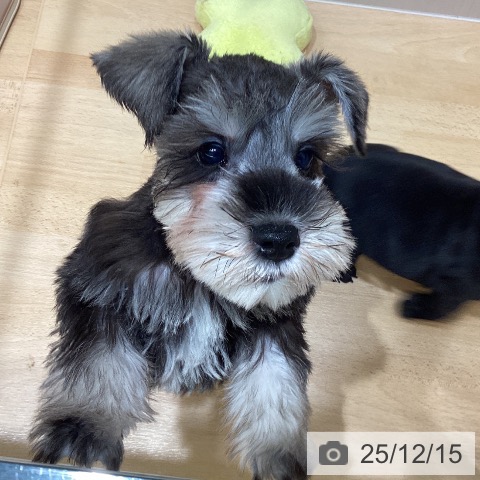 ミニチュア・シュナウザーの写真