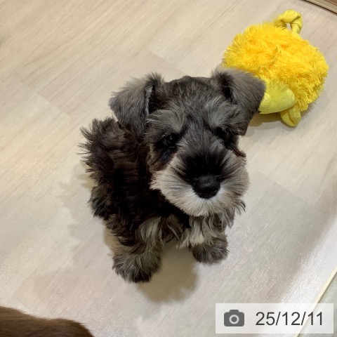 埼玉県のミニチュアシュナウザー (ペットプラス クレアモール川越店/2025年10月2日生まれ/男の子/ソルトペッパー)の子犬の4枚目の画像