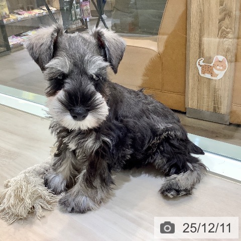 埼玉県のミニチュアシュナウザー (ペットプラス クレアモール川越店/2025年10月2日生まれ/男の子/ソルトペッパー)の子犬の3枚目の画像