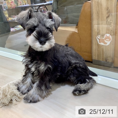 埼玉県のミニチュアシュナウザー (ペットプラス クレアモール川越店/2025年10月2日生まれ/男の子/ソルトペッパー)の子犬の3枚目の画像