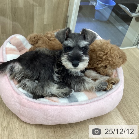 山梨県のミニチュアシュナウザー (ペットプラス 甲府国母店/2025年10月2日生まれ/男の子/ソルトペッパー)の子犬の4枚目の画像