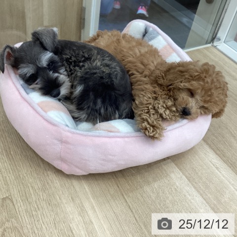 山梨県のミニチュアシュナウザー (ペットプラス 甲府国母店/2025年10月2日生まれ/男の子/ソルトペッパー)の子犬の3枚目の画像