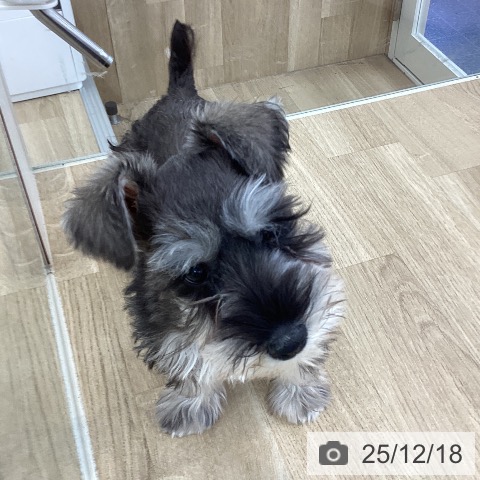 山梨県のミニチュアシュナウザー (ペットプラス 甲府国母店/2025年10月2日生まれ/男の子/ソルトペッパー)の子犬の3枚目の画像