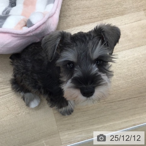 東京都のミニチュアシュナウザー (ペッツワン 南砂町SUNAMO店/2025年10月2日生まれ/男の子/ソルトペッパー)の子犬の4枚目の画像