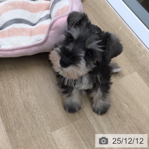 東京都のミニチュアシュナウザー (ペッツワン 南砂町SUNAMO店/2025年10月2日生まれ/男の子/ソルトペッパー)の子犬の3枚目の画像