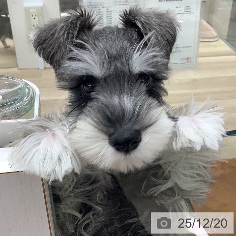 東京都のミニチュアシュナウザー (ペットプラス 日の出店/2025年10月2日生まれ/男の子/ソルトペッパー)の子犬の4枚目の画像