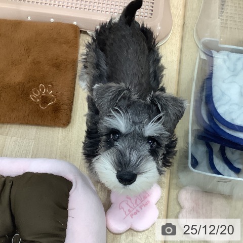 東京都のミニチュアシュナウザー (ペットプラス 日の出店/2025年10月2日生まれ/男の子/ソルトペッパー)の子犬の3枚目の画像