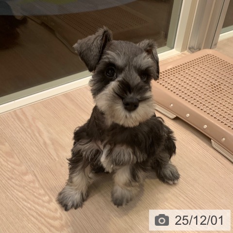 ミニチュア・シュナウザーの写真