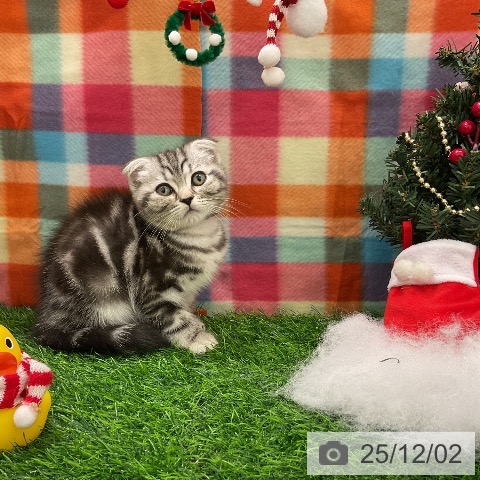 スコティッシュフォールドの写真