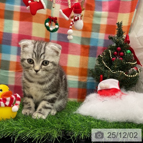 スコティッシュフォールドの写真