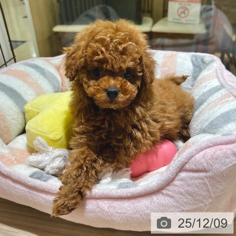 トイ・プードルの写真