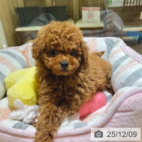 トイ・プードルの写真