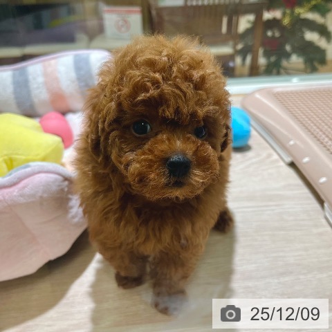 トイ・プードルの写真