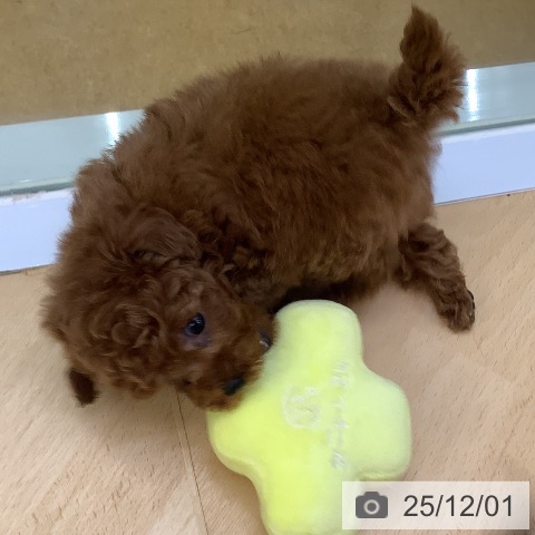 トイ・プードルの写真