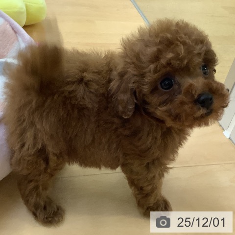 トイ・プードルの写真