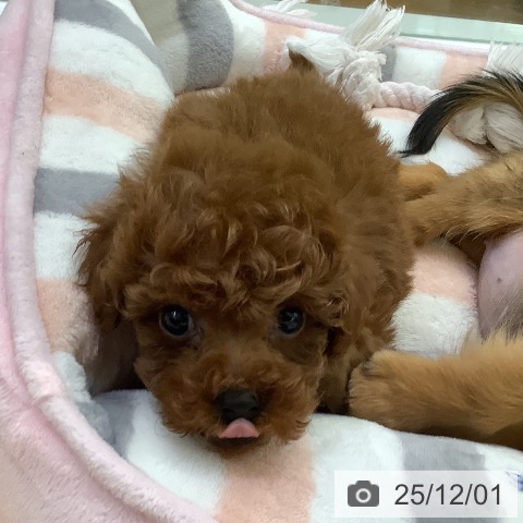 トイ・プードルの写真