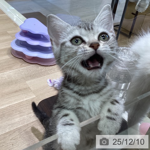 神奈川県のアメリカンショートヘアー (ペットプラス ゆめが丘ソラトス店/2025年10月2日生まれ/女の子/シルバータビー)の子猫の4枚目の画像