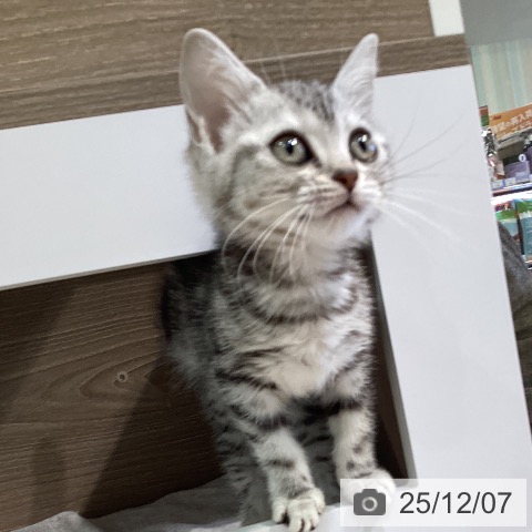 神奈川県のアメリカンショートヘアー (ペットプラス ゆめが丘ソラトス店/2025年10月2日生まれ/女の子/シルバータビー)の子猫の3枚目の画像
