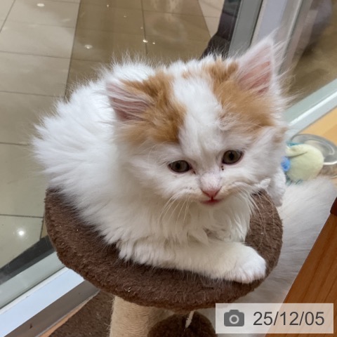 千葉県のスコティッシュフォールド (ペットプラス 八千代緑が丘店/2025年9月29日生まれ/男の子/レッドタビーホワイト)の子猫の4枚目の画像