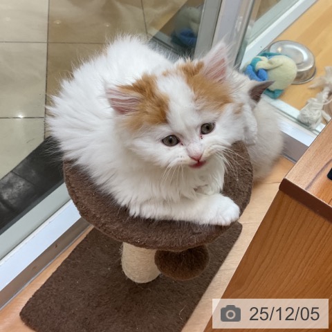 千葉県のスコティッシュフォールド (ペットプラス 八千代緑が丘店/2025年9月29日生まれ/男の子/レッドタビーホワイト)の子猫の3枚目の画像