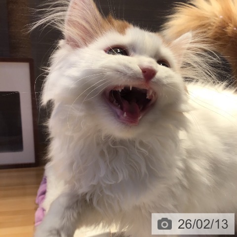 山形県のスコティッシュフォールド (ペットプラス 天童店/2025年9月29日生まれ/男の子/レッドタビーホワイト)の子猫の3枚目の画像