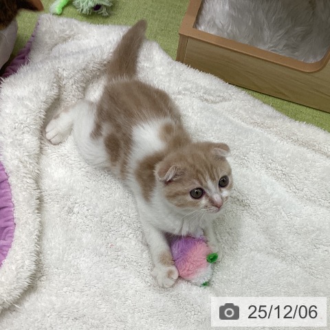 千葉県のスコティッシュフォールド (ペットプラス 成田店/2025年9月29日生まれ/女の子/クリームタビーホワイト)の子猫の4枚目の画像