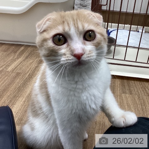 スコティッシュフォールドの写真