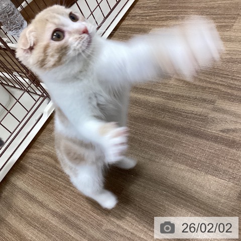 スコティッシュフォールドの写真