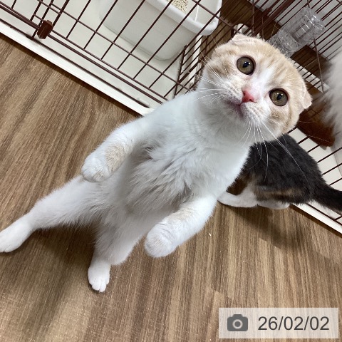 茨城県のスコティッシュフォールド (ペッツワン 阿見店/2025年9月29日生まれ/女の子/クリームタビーホワイト)の子猫の4枚目の画像