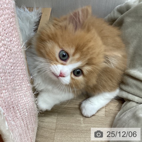 宮城県のマンチカン (ペットプラス 仙台上杉店/2025年10月2日生まれ/女の子/レッドタビーホワイト)の子猫の4枚目の画像