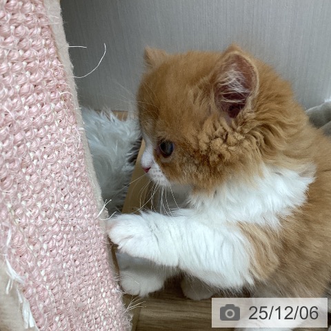 宮城県のマンチカン (ペットプラス 仙台上杉店/2025年10月2日生まれ/女の子/レッドタビーホワイト)の子猫の4枚目の画像